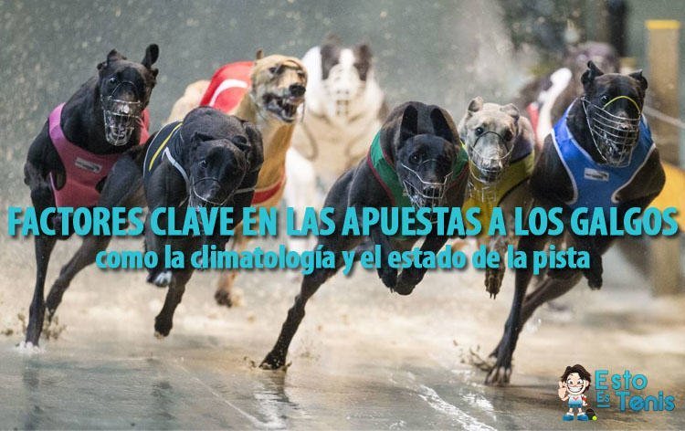 Consejos para apostar a las carreras de galgos. Factores a tener en cuenta