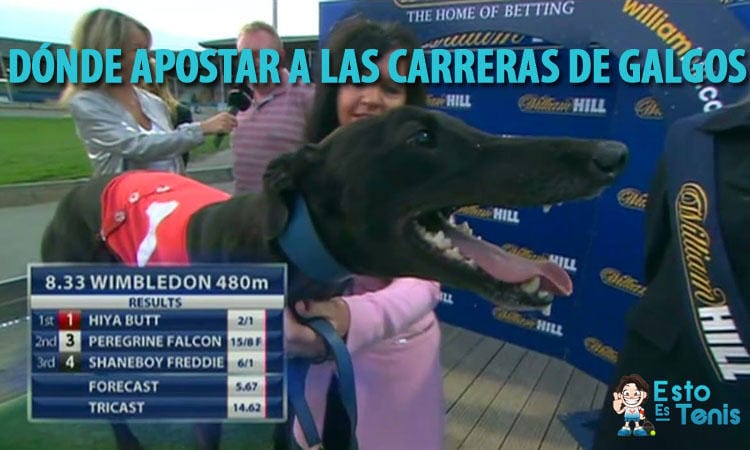 las mejores casas de apuestas para carreras de galgos